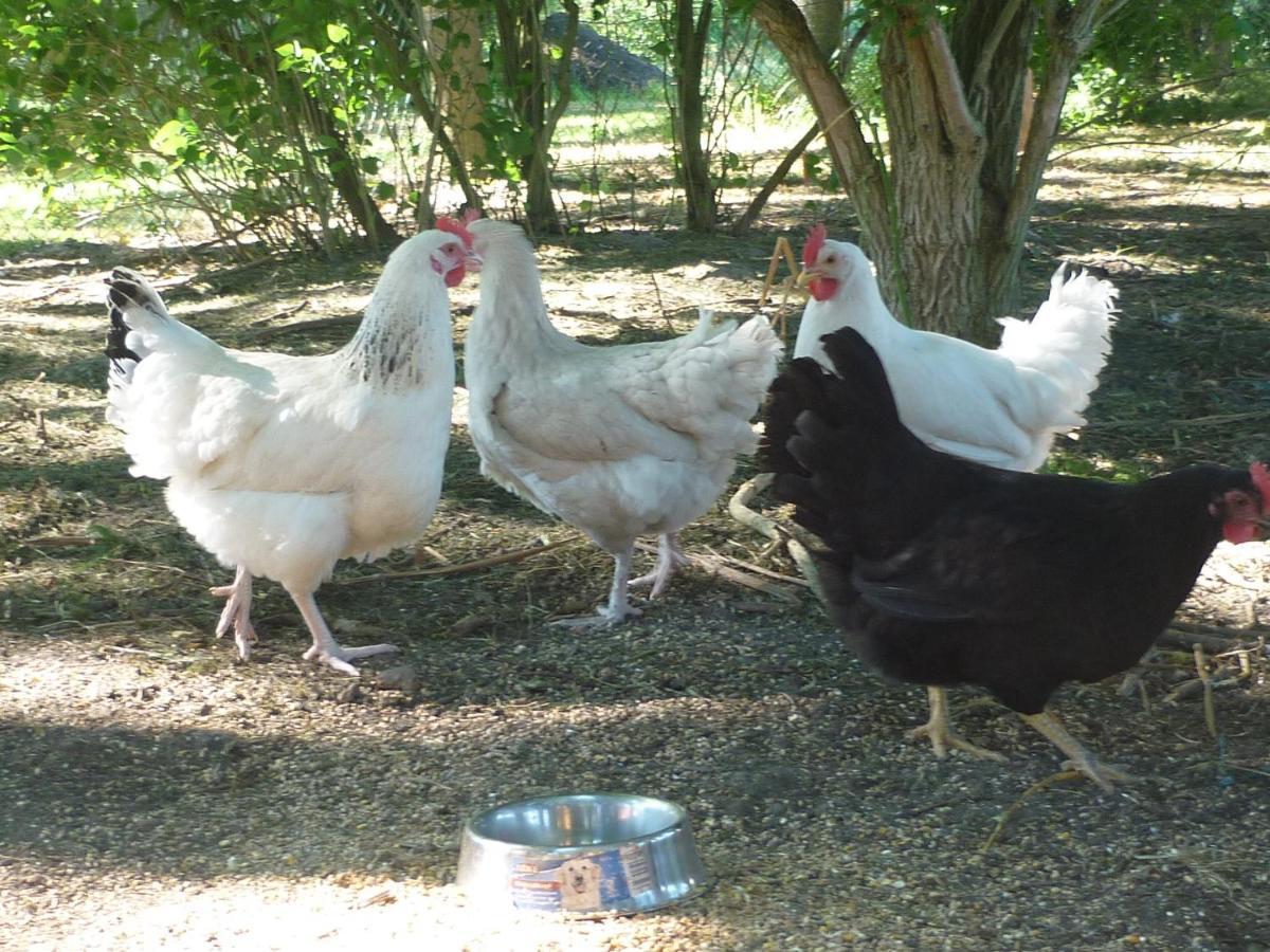 Ferienhaus Gross Popkenhausen Schillig Zewnętrze zdjęcie